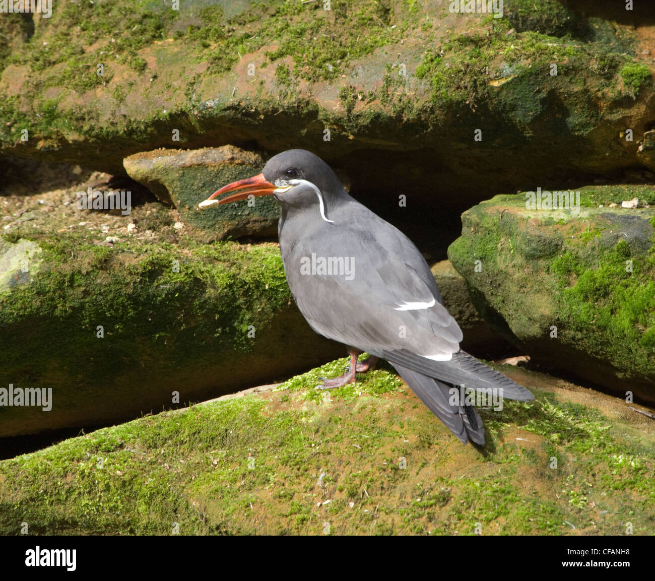 Inka-Seeschwalbe (Larosterna Inca) Stockfoto