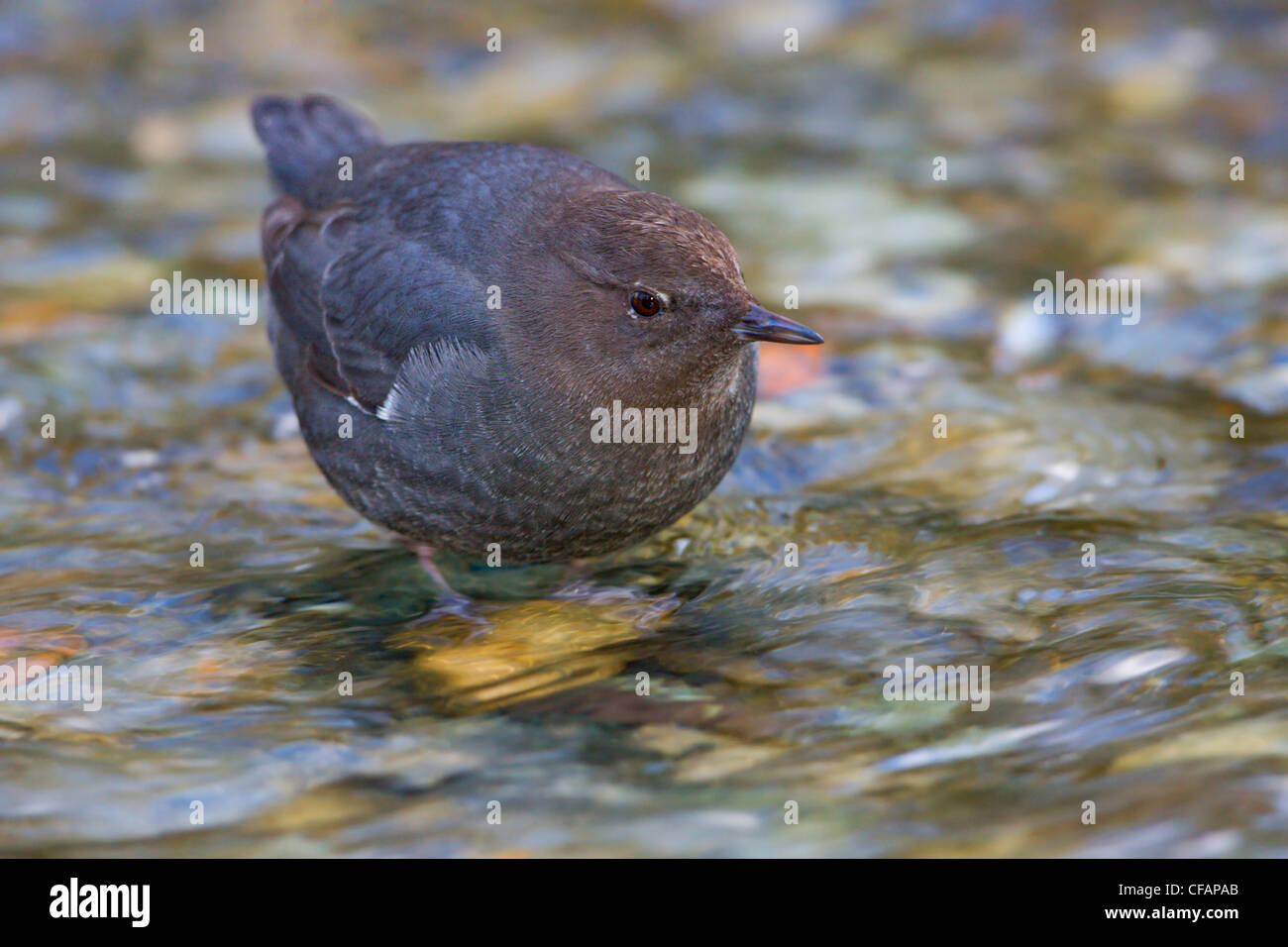 Amerikanische Wasseramseln (Cinclus Mexicanus) in einem Bach in Victoria, Vancouver Island, British Columbia, Kanada Stockfoto