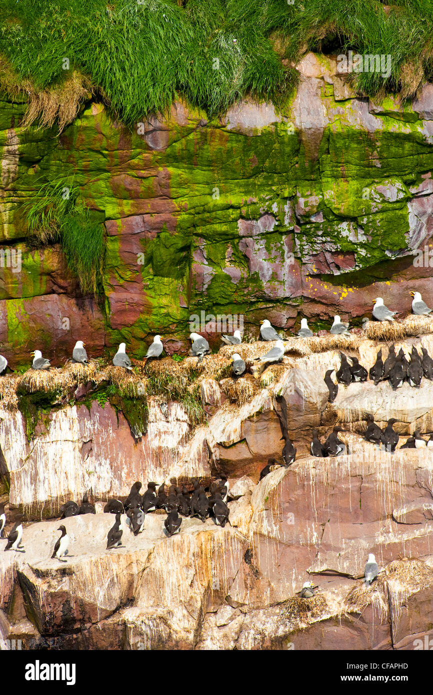 Dünn-billed Murre Common Murre Uriaalge Stockfoto