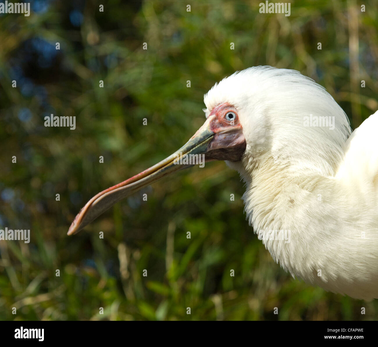 Afrikanischer Löffler (Platalea Alba) in Gefangenschaft Stockfoto