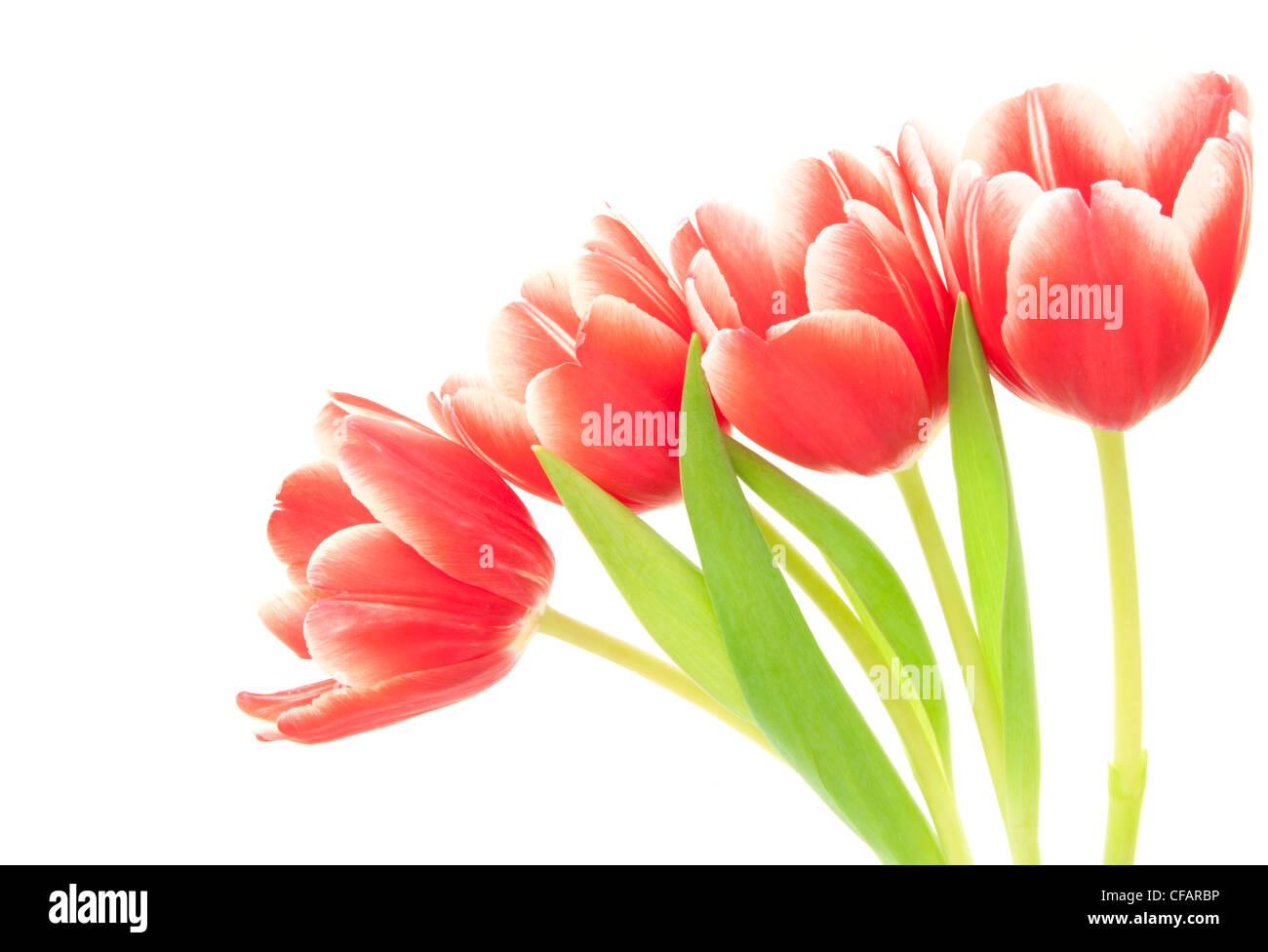 Frühling Tulpen vor einem weißen Hintergrund Stockfoto