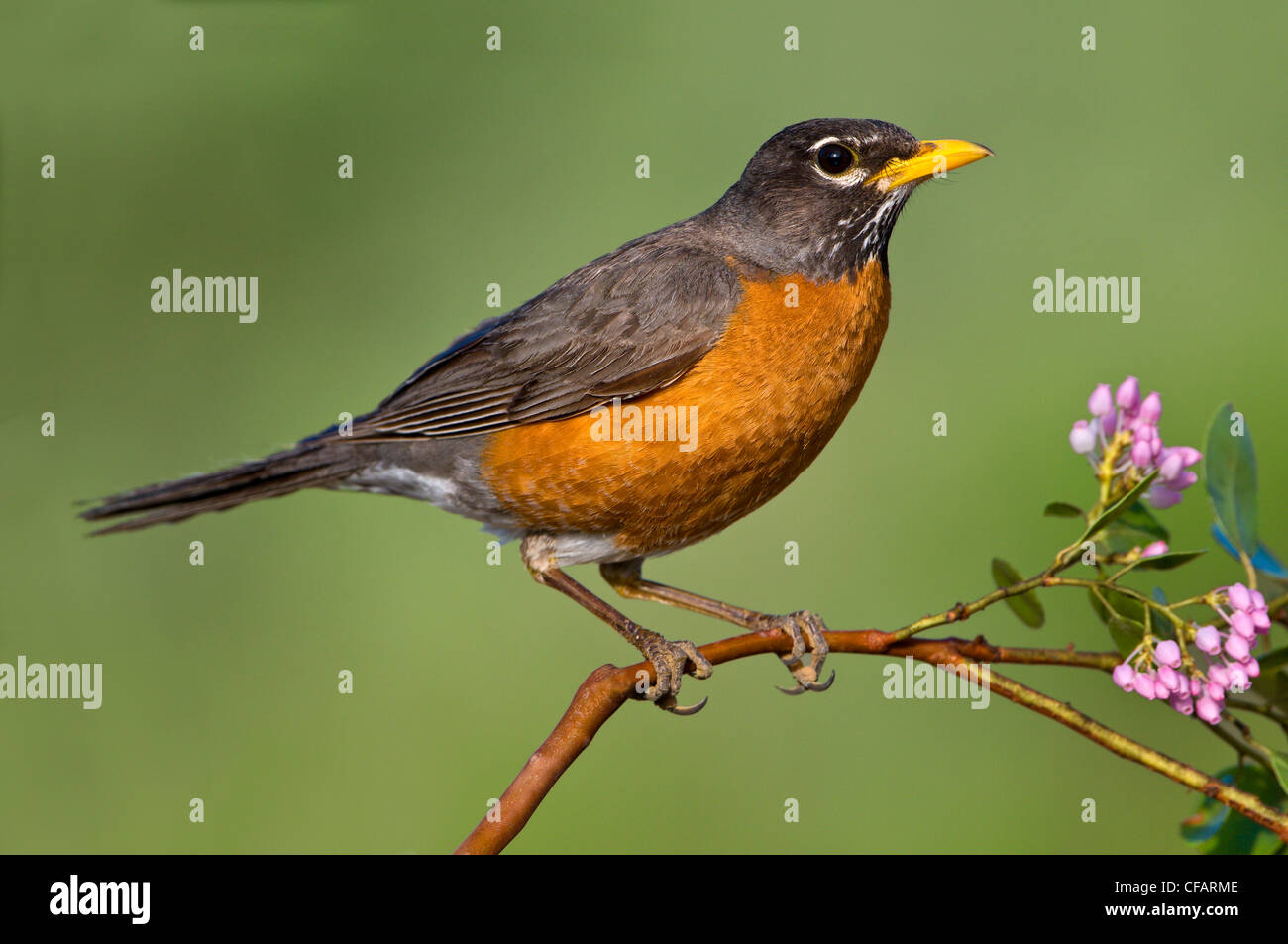 Amerikanischer Robin (Turdus Migratorius) auf Blüte Madrone Busch in Oregon, USA Stockfoto