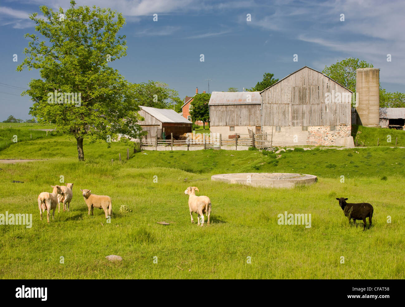 Schafe vor Scheune in der Nähe von Baltimore, Ontario, Kanada. Stockfoto