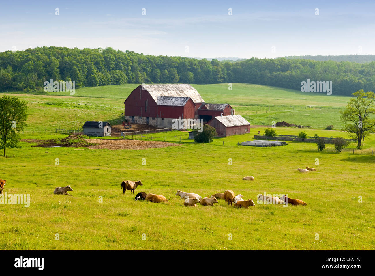 Rinder, ruht auf einem Feld vor Hof, Elizabethville, Ontario, Kanada. Stockfoto