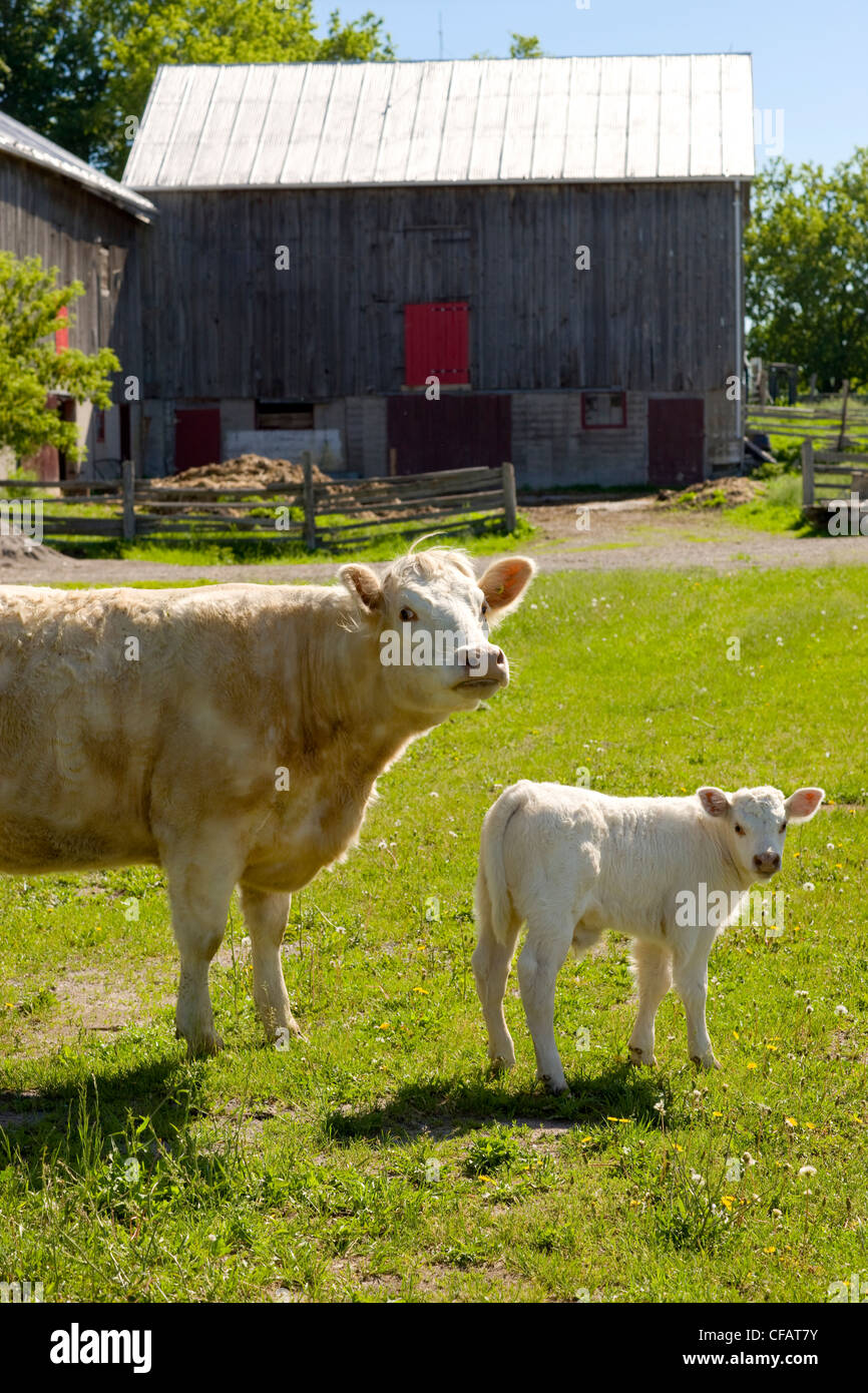 Kuh und Kalb vor Scheune, Monaghan, Ontario, Kanada Stockfoto