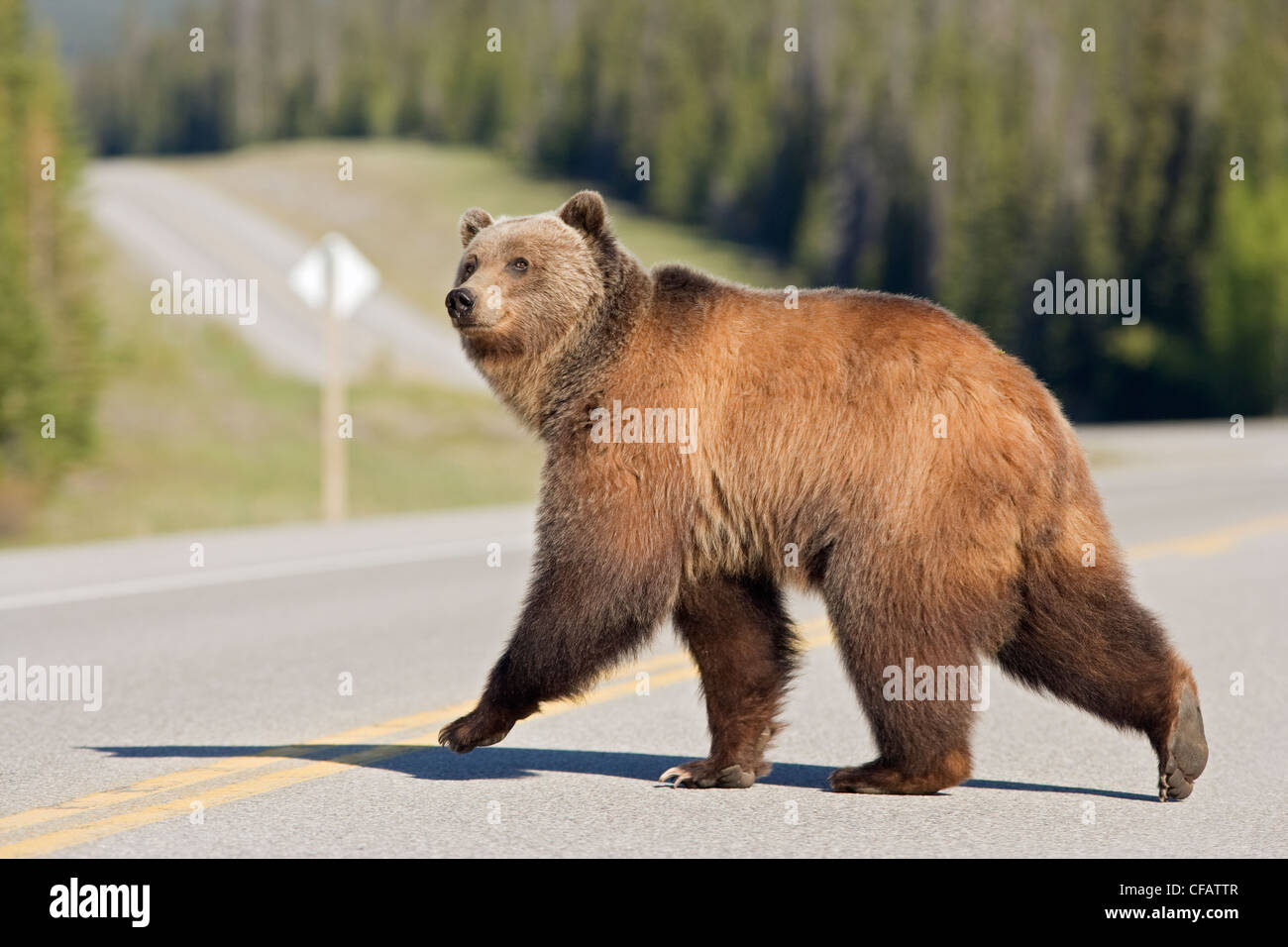 Grizzly Bär (Ursus Arctos Horribilis) überquert der Highway 11 in der Nähe von Timber Creek, Alberta, Kanada Stockfoto