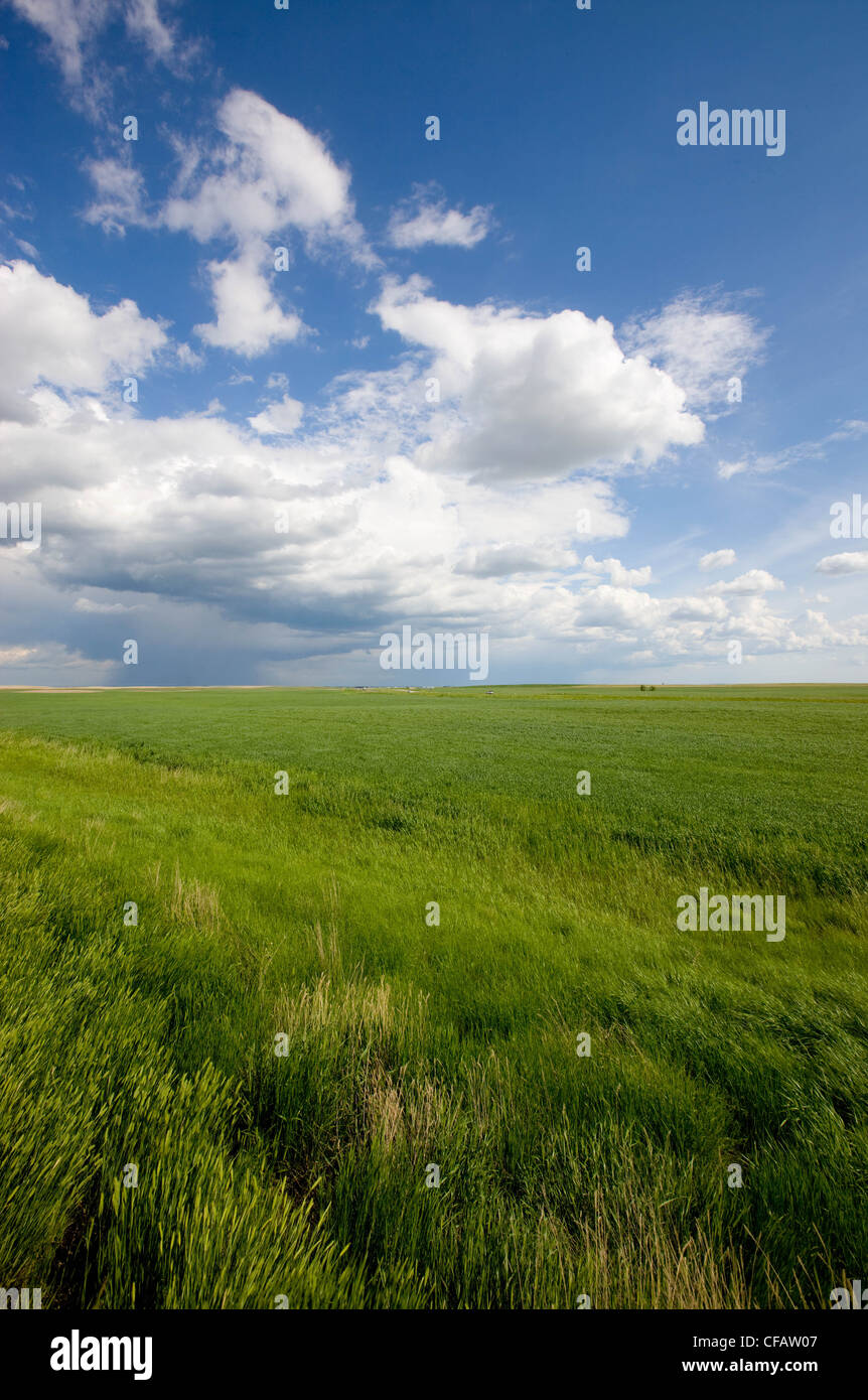 Gewitterwolken über ein Feld in der Nähe, Brooks, Alberta, Kanada. Stockfoto