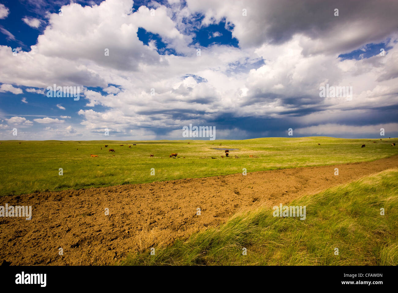 Gewitterwolken über Vieh in der Nähe von Brooks, Alberta, Kanada. Stockfoto