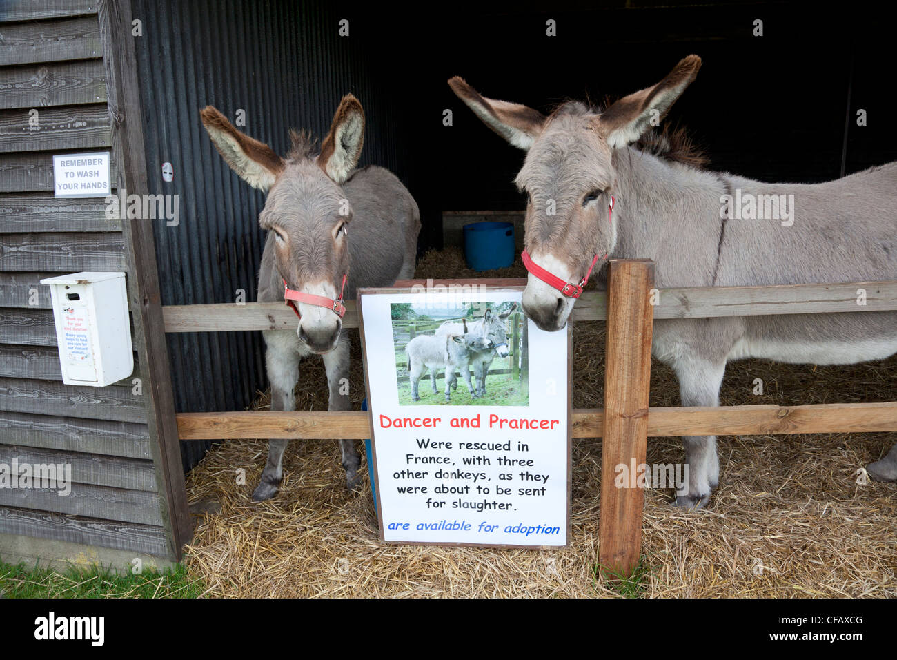 Zwei Esel am Hang Animal Sanctuary, West Runton Norfolk gerettet Stockfoto