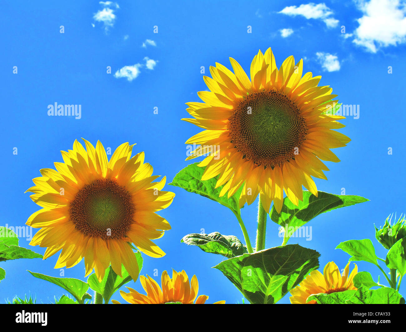 Blumen, Pflanzen, Sonnenblumen, Blüten, blüht, Feld, Sonnenblumenfeld, Himmel, blau, Wolken, Symbol, zwei Stockfoto