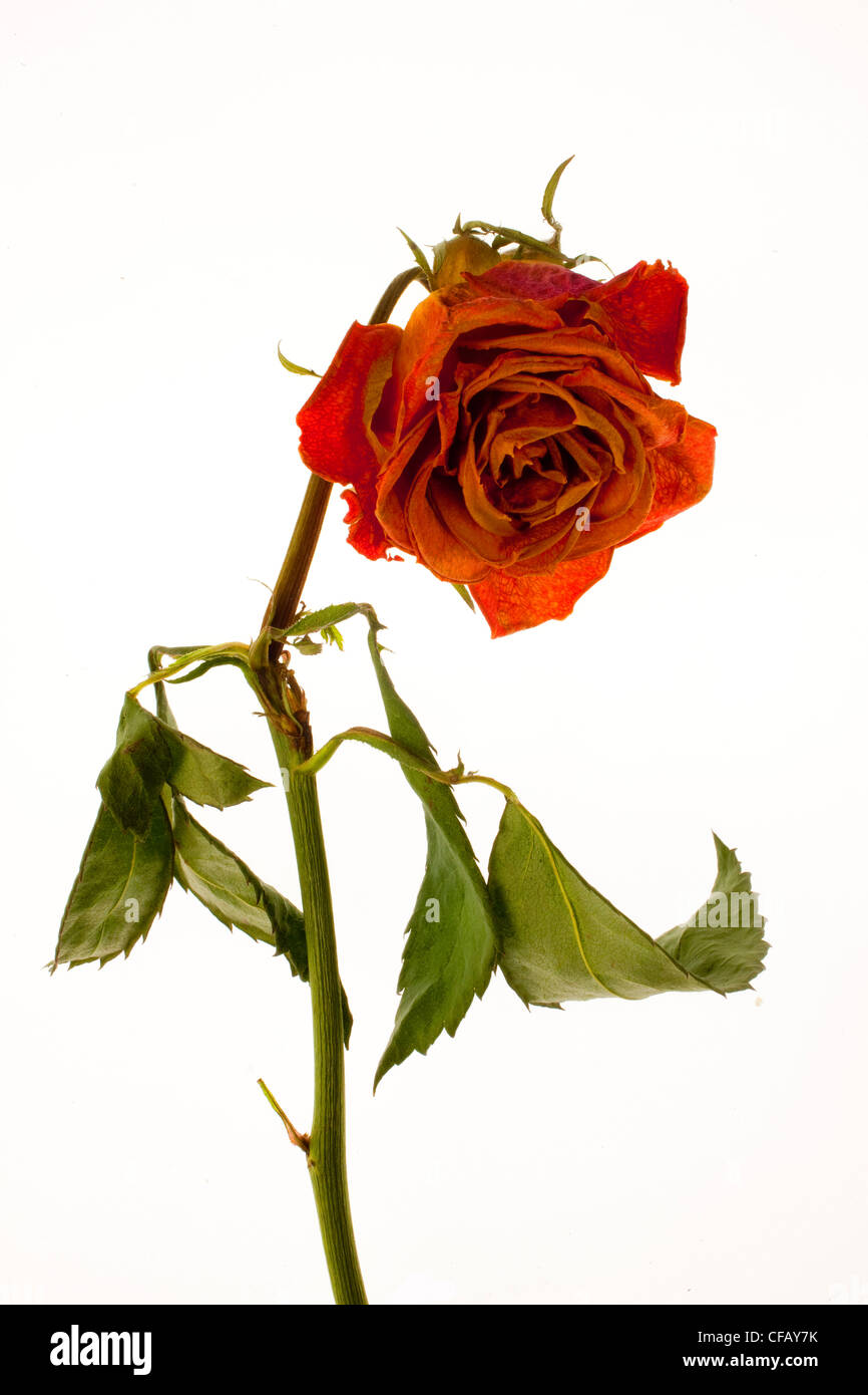Rose vor weißem Hintergrund Stockfoto