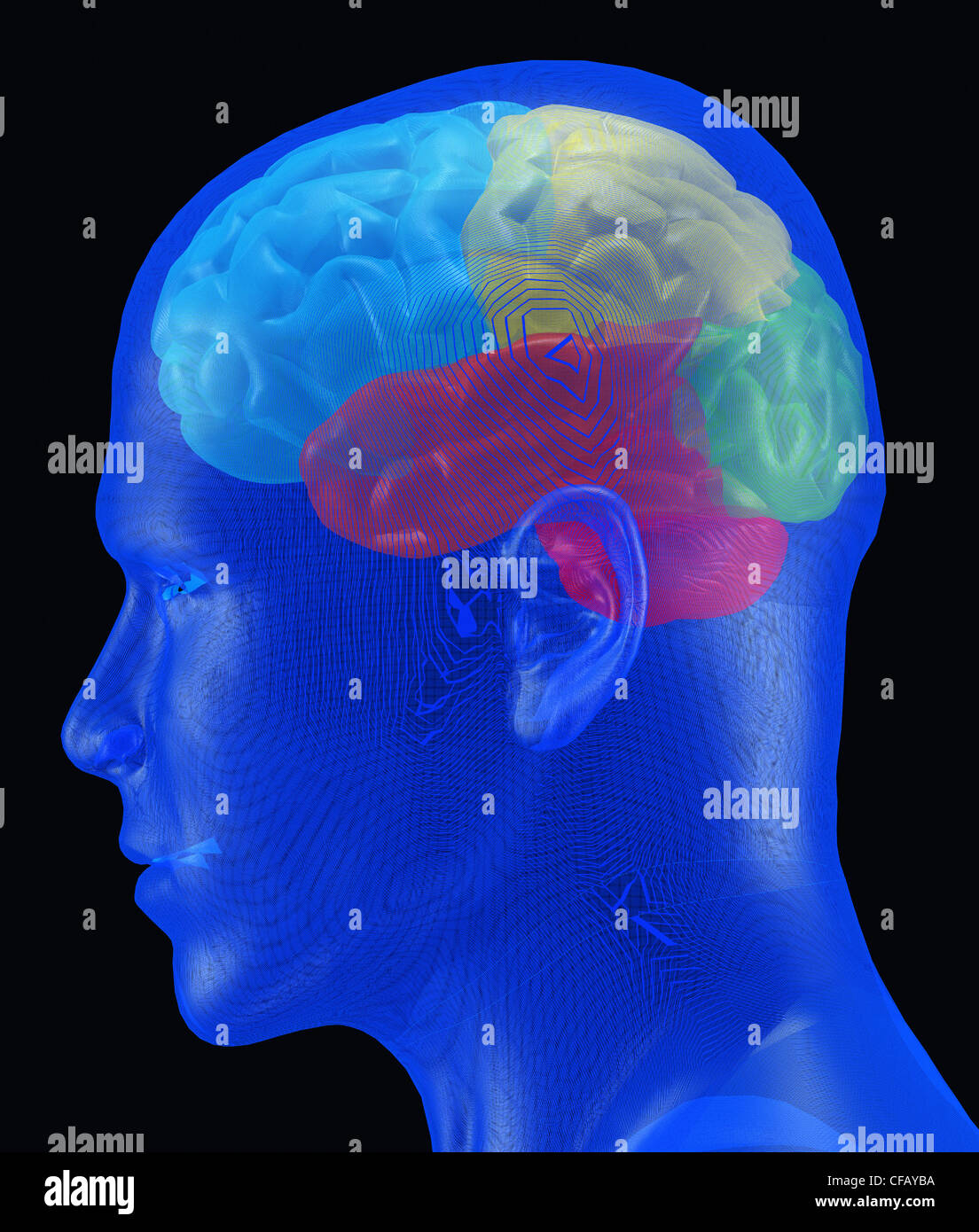 Gehirn. Ein menschliches Gehirn in verschiedenen Farben unter einer transparenten Netz-Abdeckung Stockfoto