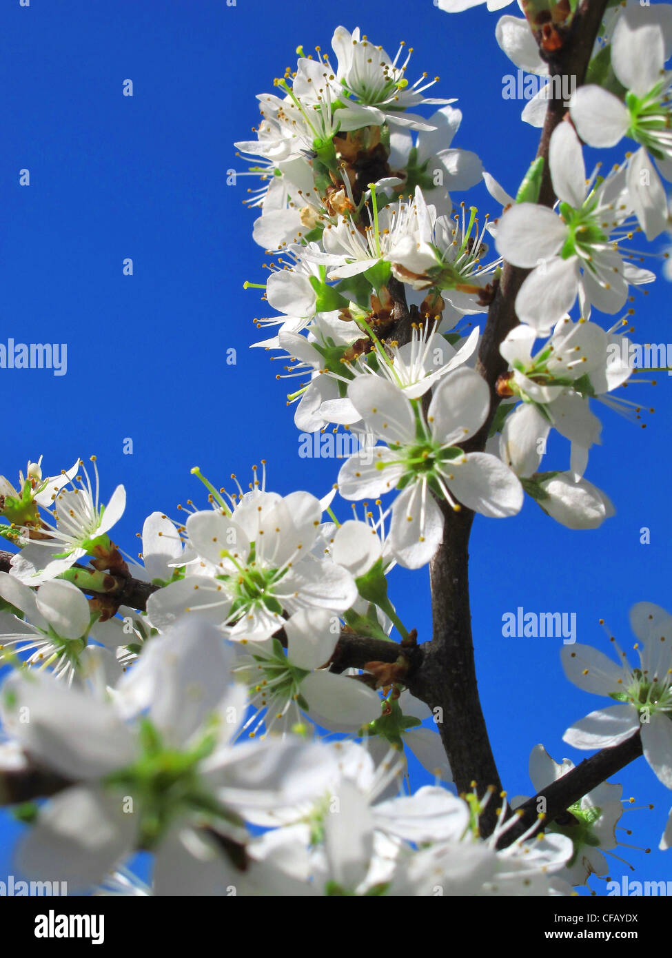 Blüten, blüht, Blüte, gedeihen, Zweig, Detail, Himmel, blau, Frühling Stockfoto
