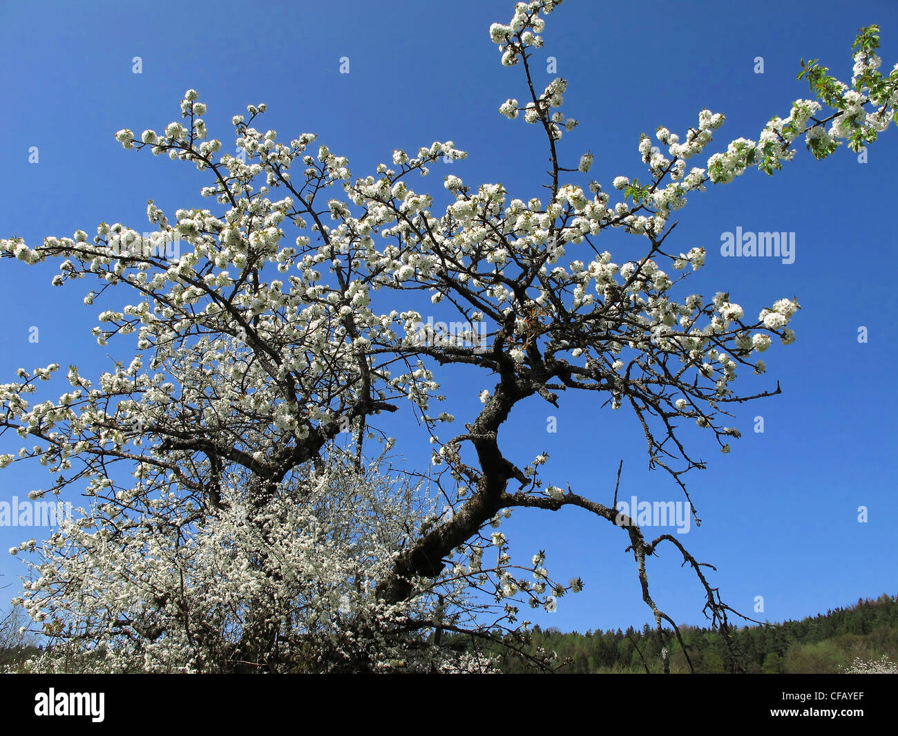 Baum, Kirschbaum, Blüten, blüht, Kirschenblüten, blühen, gedeihen, Zweige, Knoten, Frühling, Himmel, blau, Stockfoto
