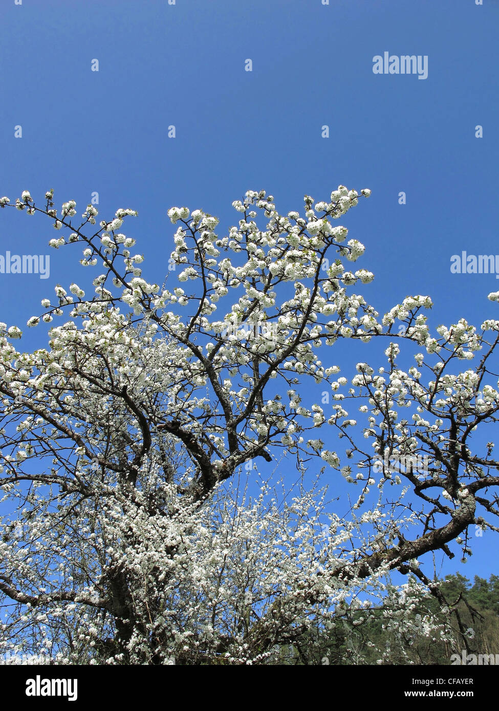 Baum, Kirschbaum, Blüten, blüht, Kirschenblüten, blühen, gedeihen, Zweige, Knoten, Frühling, Himmel, blau Stockfoto