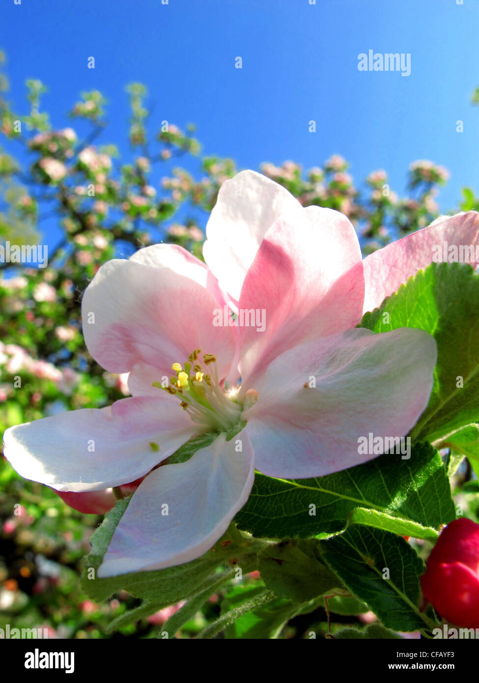Blüten, blüht, Apfelblüten, Frühling, blühen, gedeihen, weiß, hellblau, Stockfoto