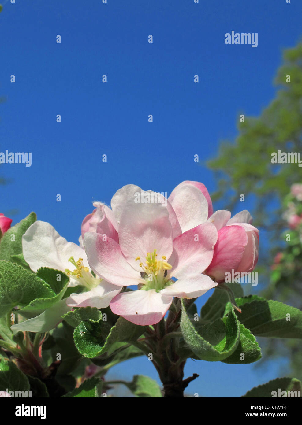 Blüten, blüht, Apfelblüten, Frühling, blühen, gedeihen, weiß, Himmel, blau, detail Stockfoto