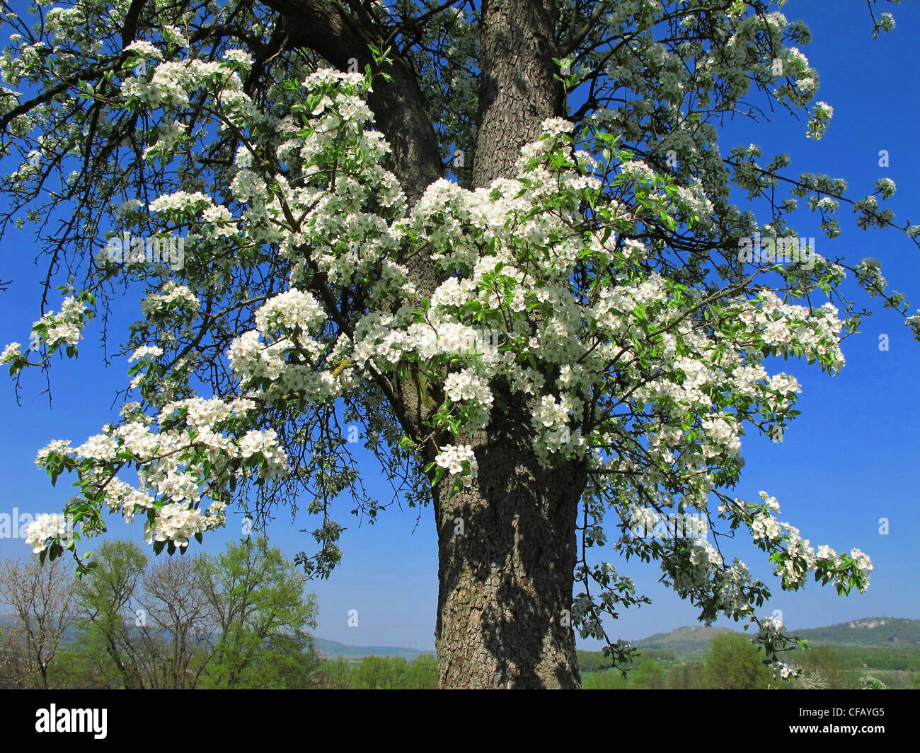 Baum, Kirschbaum, Blüten, blüht, kirschrote Blüten, blühen, gedeihen, Frühling, Himmel, blau, Franken, Deutschland Stockfoto