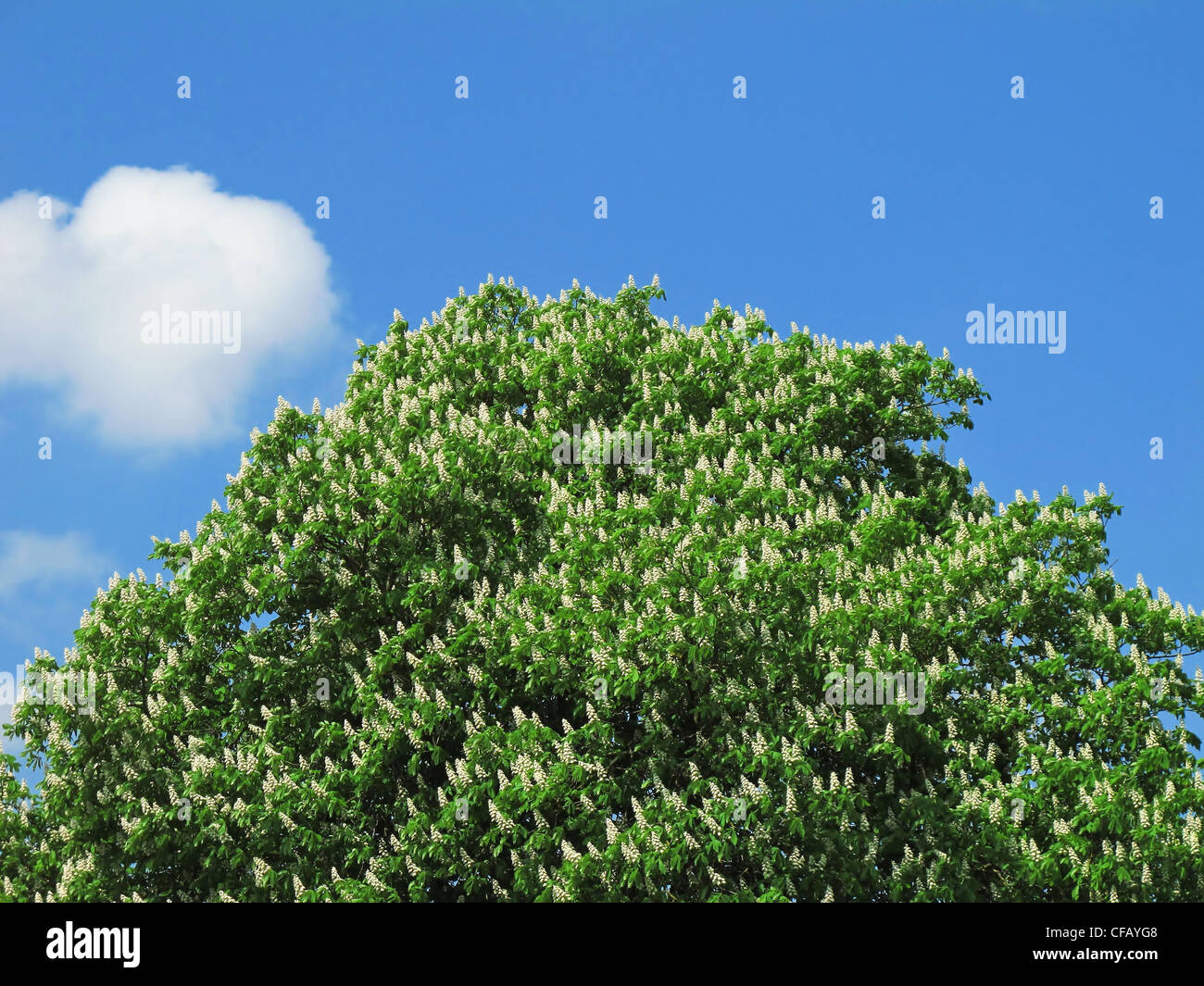 Baum, Baum oben, Kastanienbaum, Blüten, blüht, Blüte, gedeihen, Himmel, blau, Stockfoto