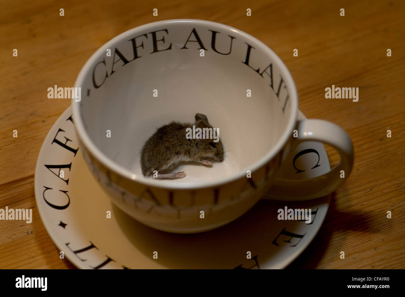 Tote Maus in Kaffeetasse. Stockfoto