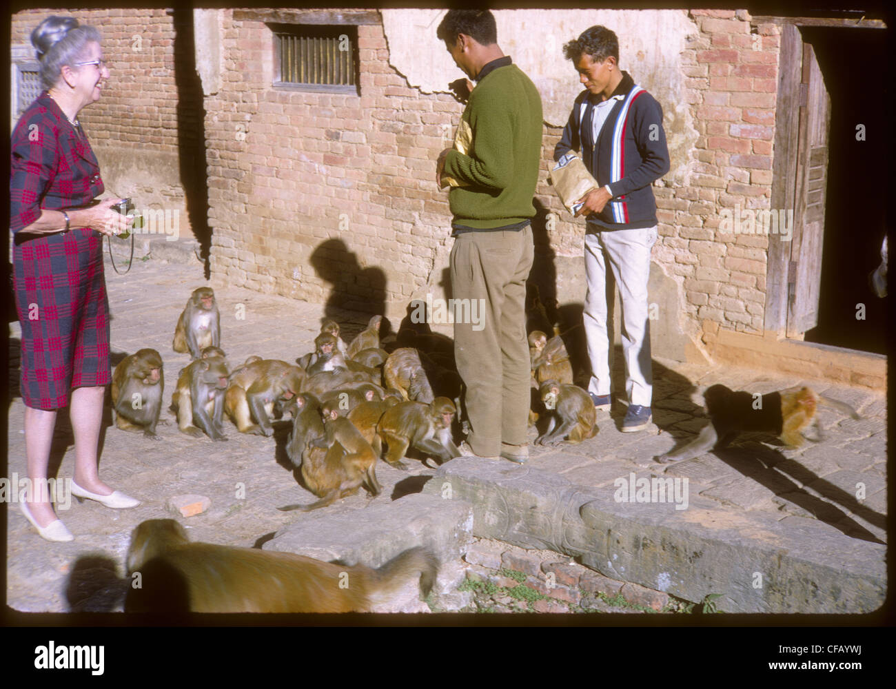 Affen auf einer Straße in Nepal in den frühen 1960er Jahren Touristen füttern Stockfoto