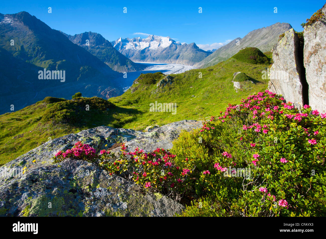 Aletschgletscher, Schweiz, Wallis, UNESCO Weltnaturerbe, Aussichtspunkt, Berge, Gletscher, Felsen, Klippen, Pflanzen, Alp Stockfoto
