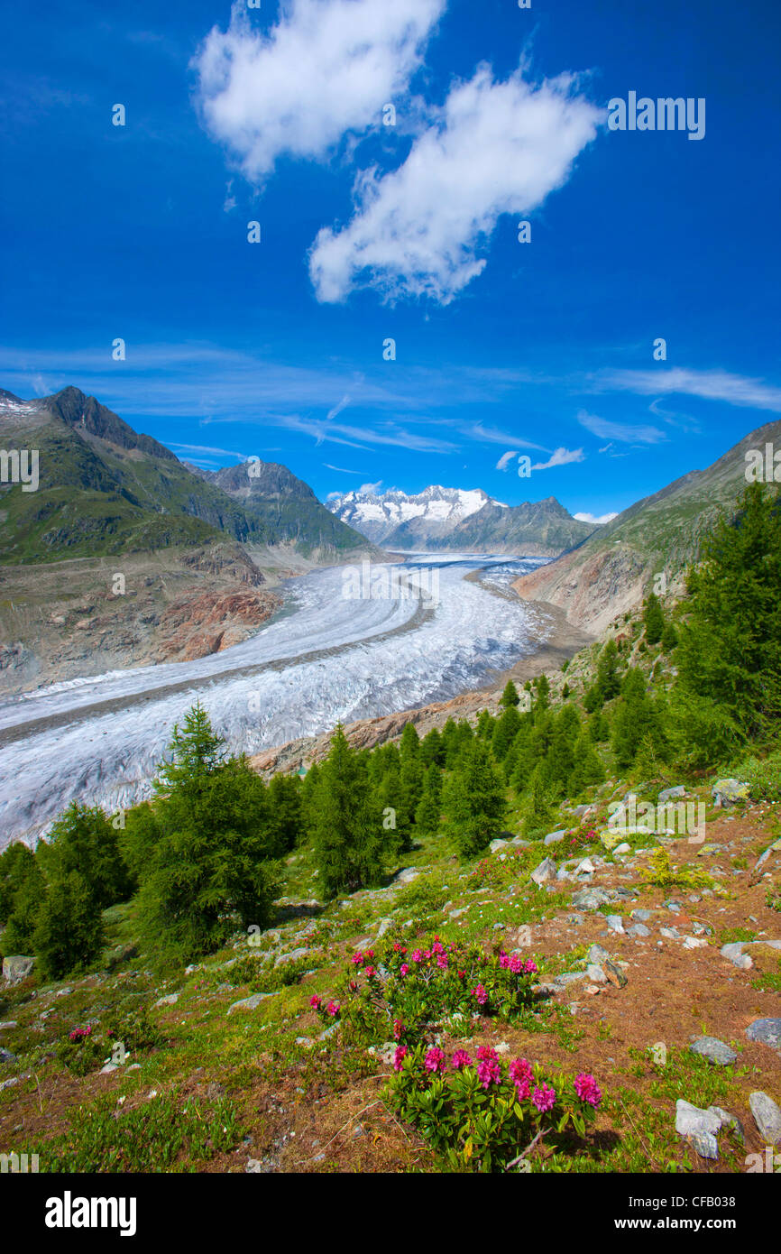 Aletschgletscher, Schweiz, Wallis, UNESCO Weltnaturerbe, Aussichtspunkt, Berge, Gletscher, Pflanzen, Alpenrosen, Clou Stockfoto
