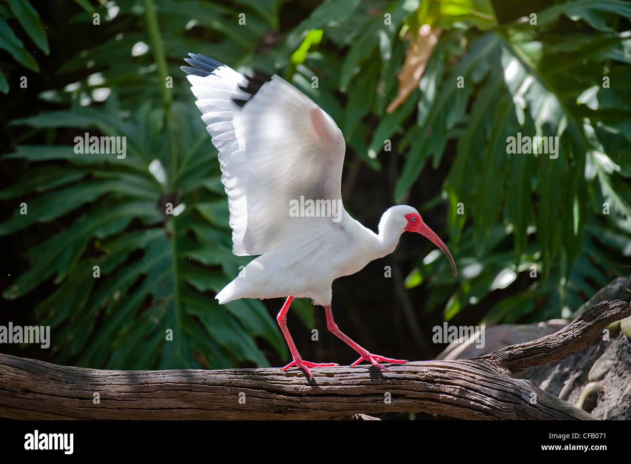 White ibis Stockfoto
