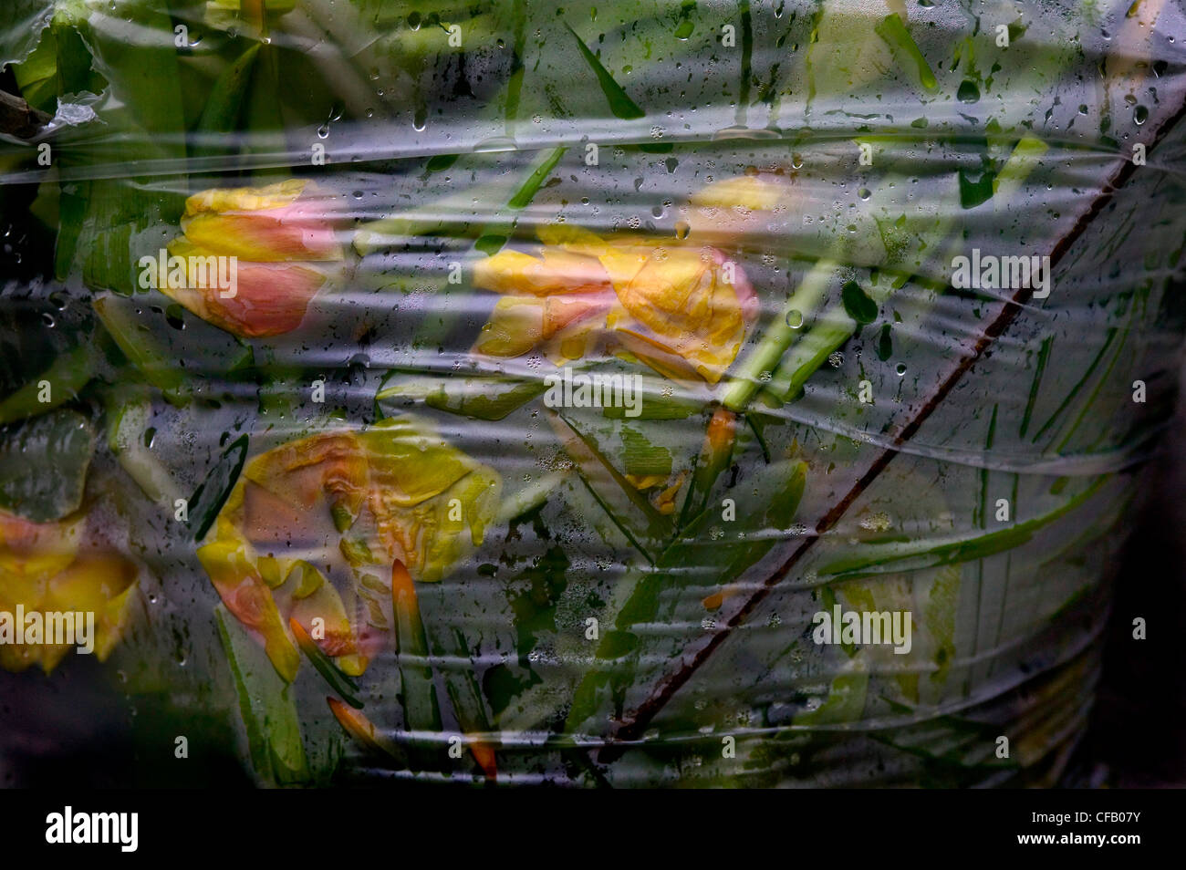 Tote Blumen in transparenten Abfallsack Stockfoto