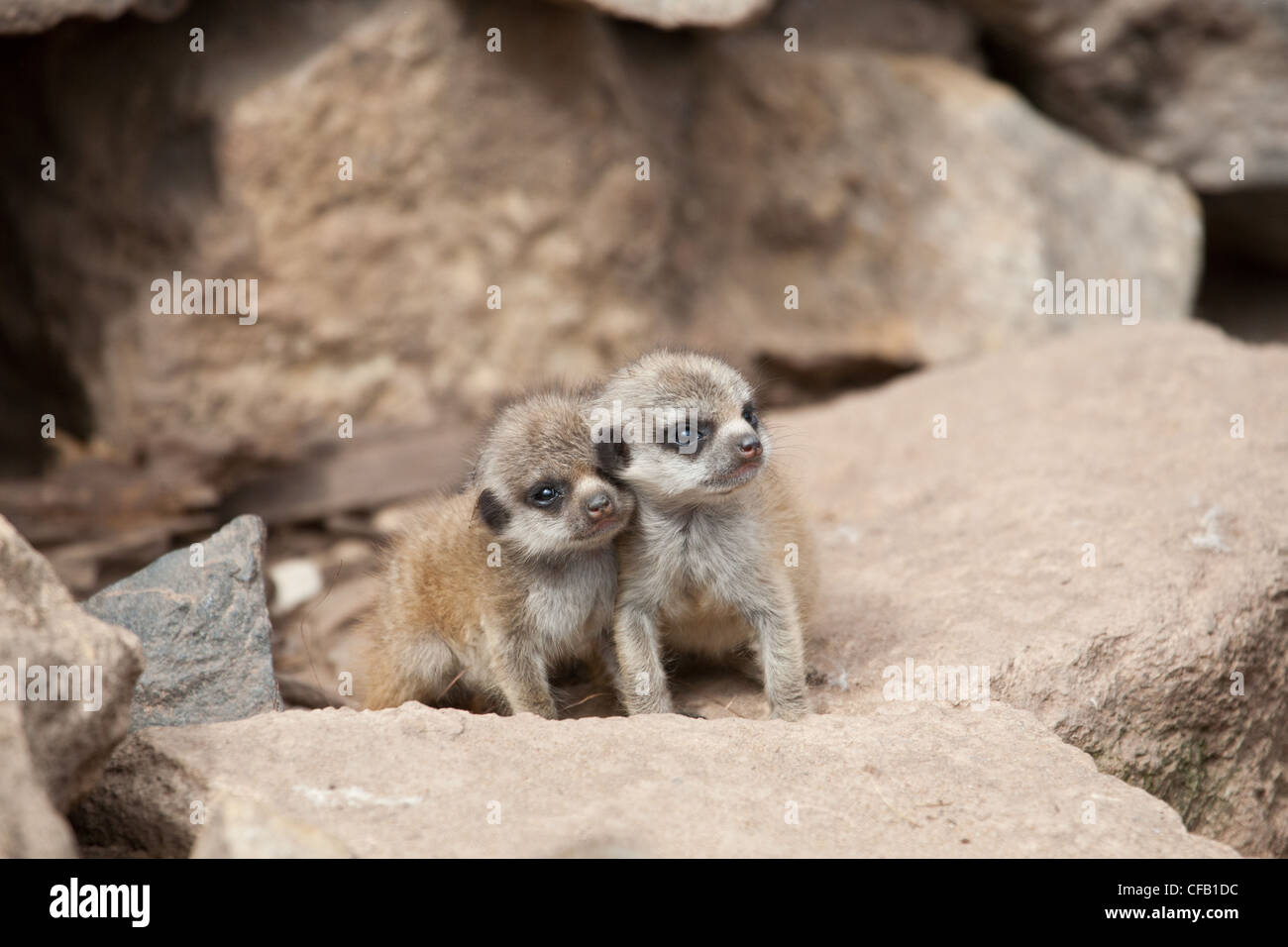 Zwei Baby-Erdmännchen Stockfoto