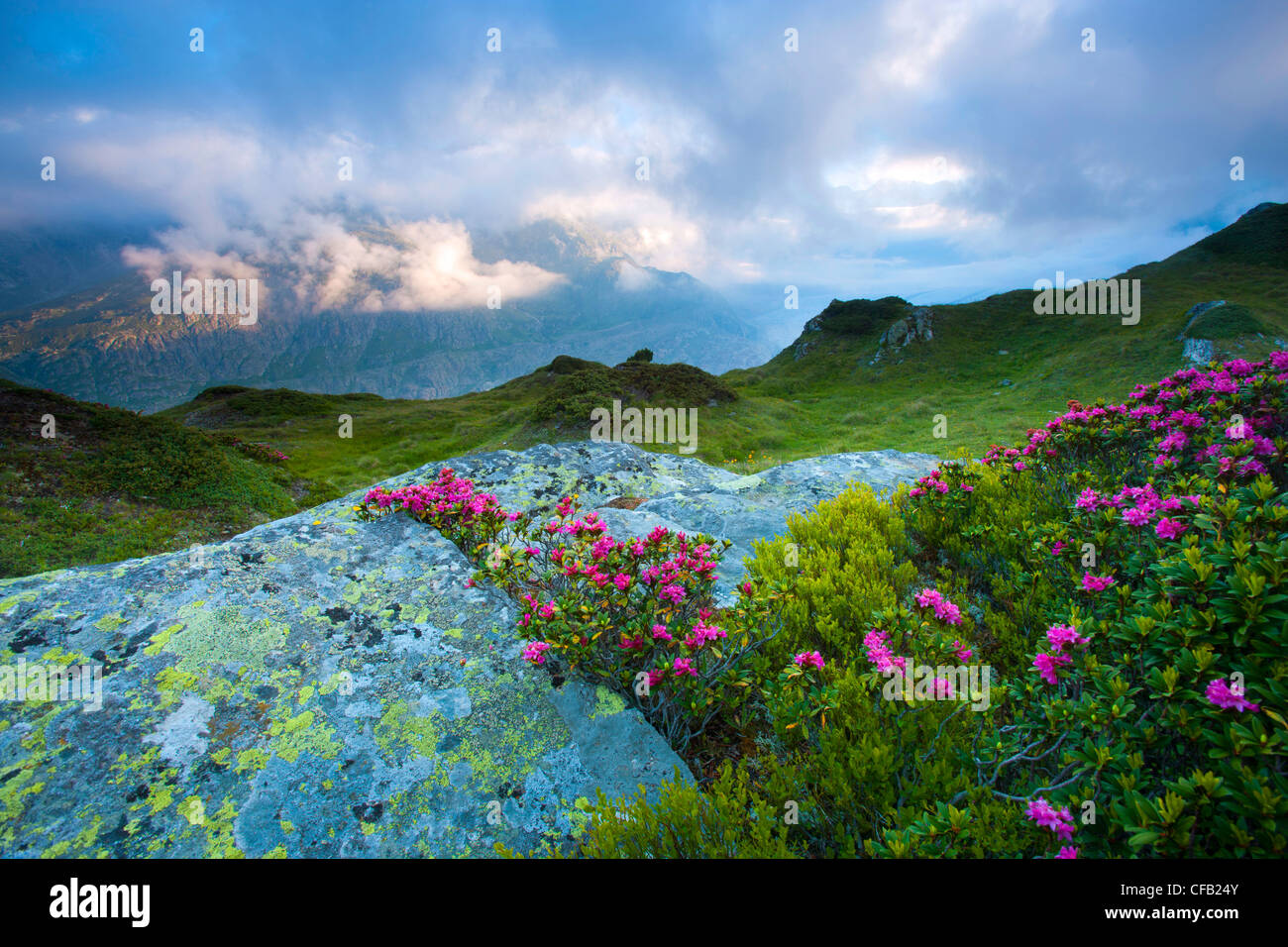 Moosfluh, Schweiz, Wallis, Aletschgebiet, Morgenlicht, Aussichtspunkt, Felsen, Klippe, Blumen, Alpenrosen, Wolken, Natur Stockfoto