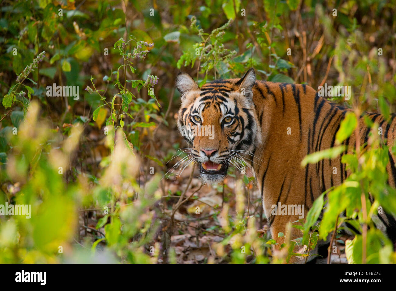 Bengal Tiger, Bandhavgarh National Park, Madhya Pradesh, Indien Stockfoto