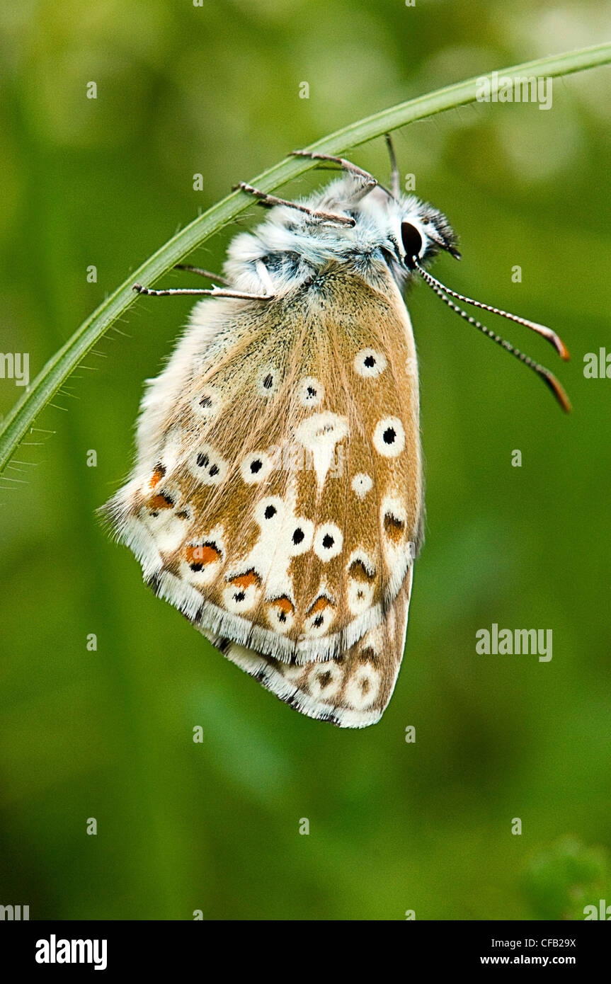 Chalkhill blue butterfly Stockfoto