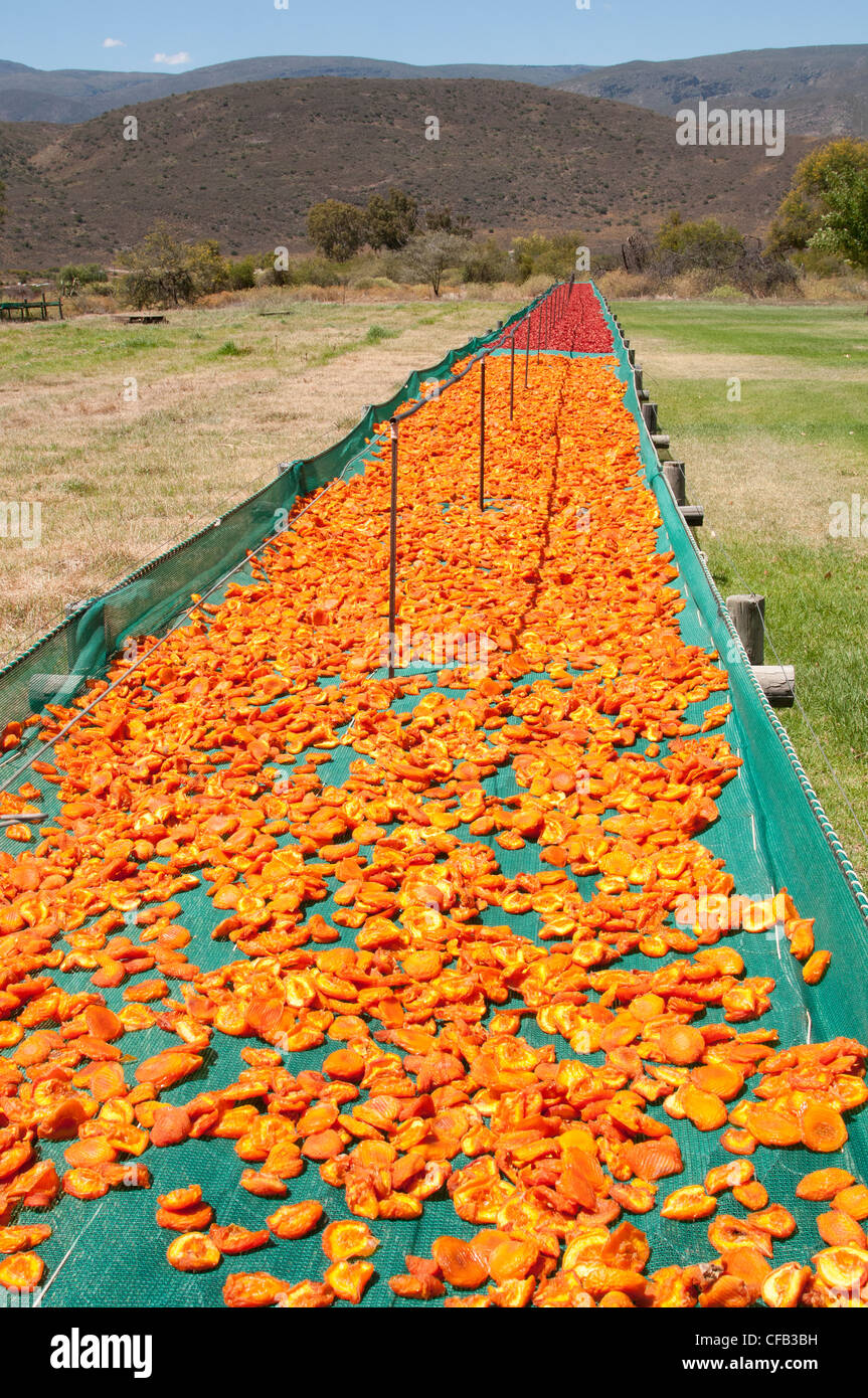 Aprikosen Trocknen auf einem kleinen Bauernhof in Montagu in der Western Cape-Südafrika Stockfoto
