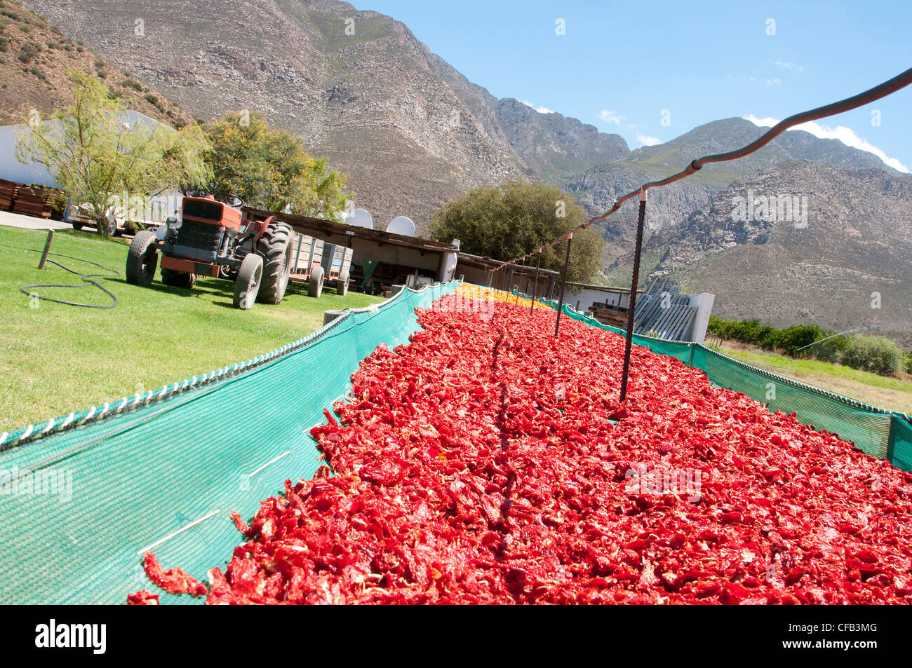 Tomaten Trocknen auf einem kleinen Bauernhof in Montagu in der Western Cape-Südafrika Stockfoto