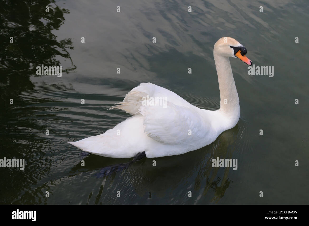 Schwan im See. Stockfoto Schwan im See. Stockfoto