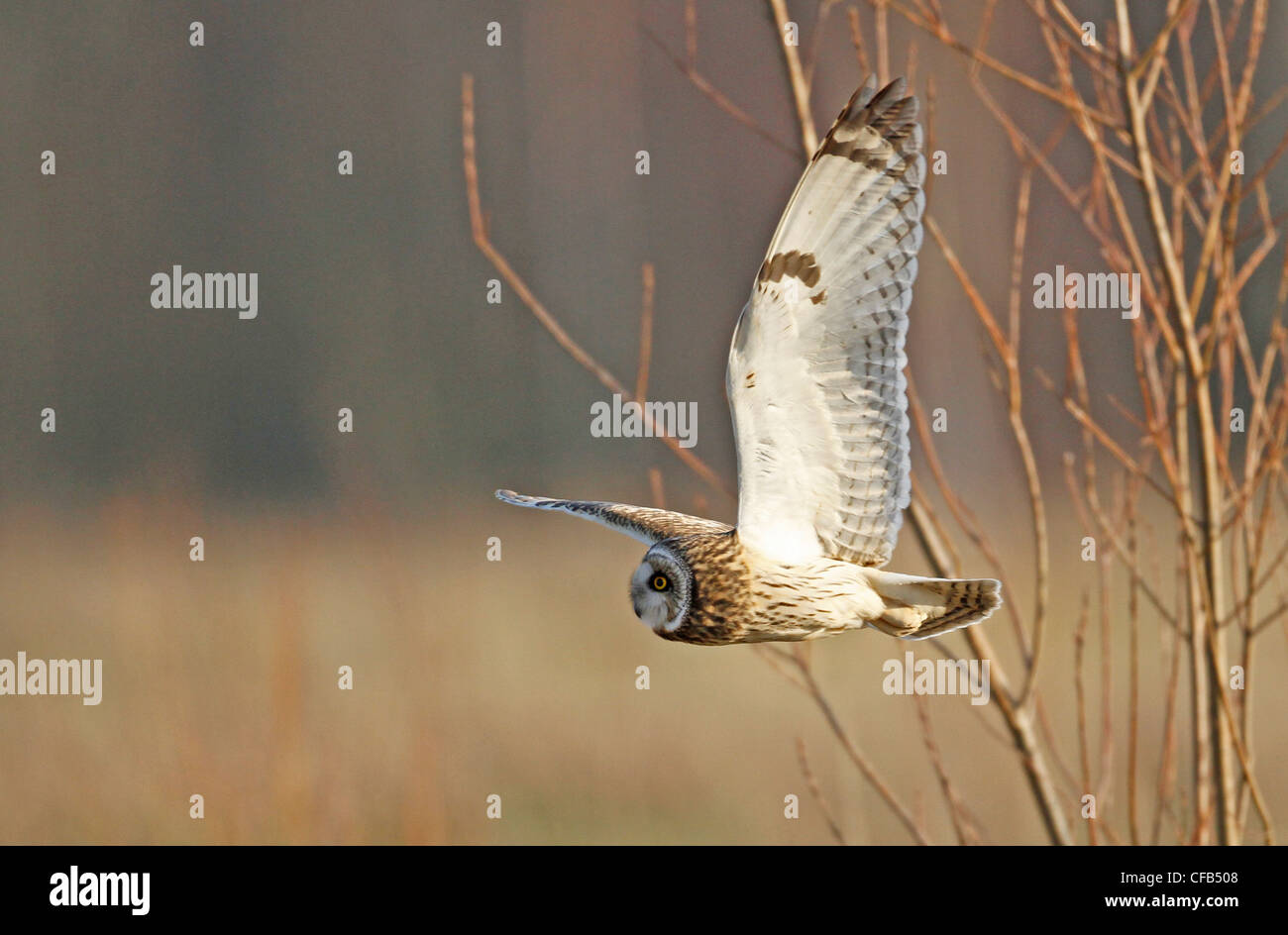 Short Eared Owl (Asio Flammeus) Stockfoto