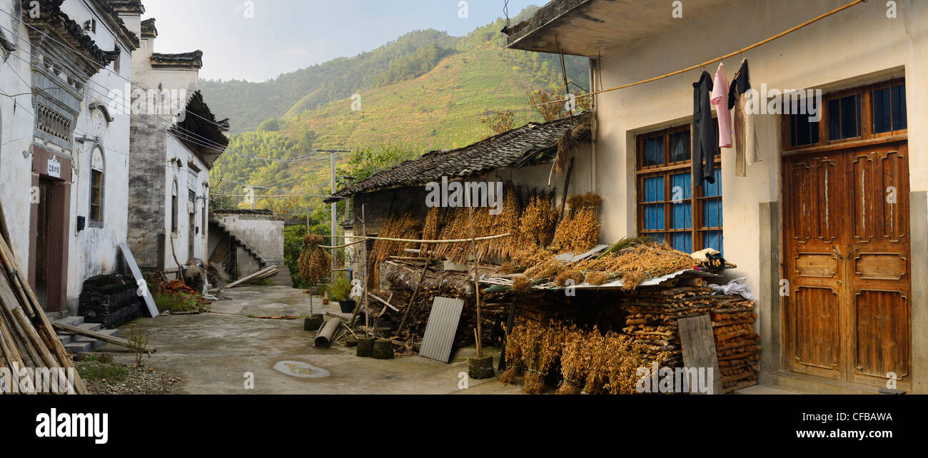 Panorama der Trocknung Sojabohnen im alten Dorf shangshe auf fengle See huangshan China mit Tee Pflanzen am Hang Stockfoto