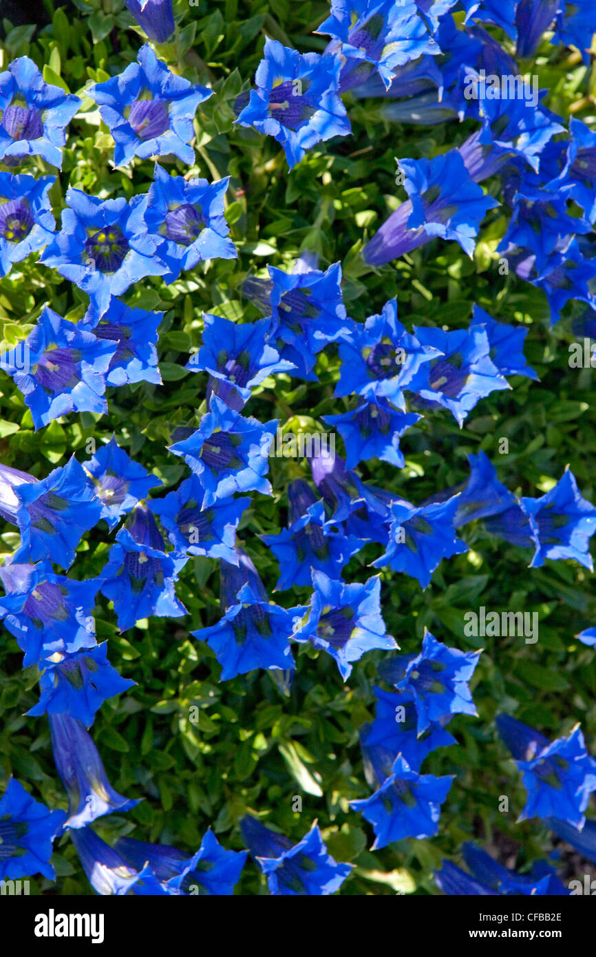 Berg, Gebirge, Blume, Blumen, Bergblumen, Enzianblau, Schweiz, Stockfoto