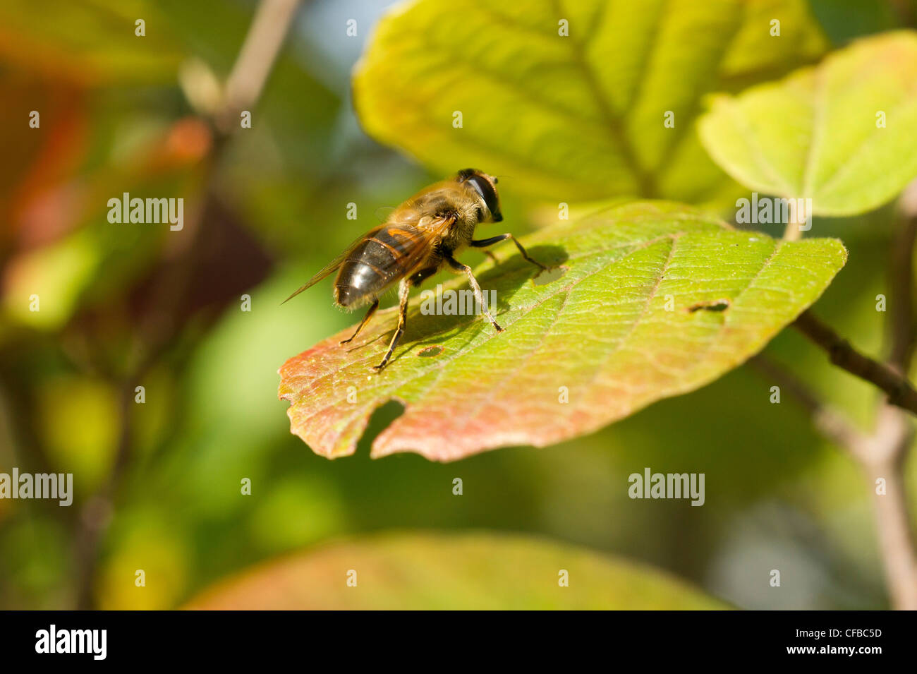 Schwebfliege auf einem Blatt Close up Stockfoto