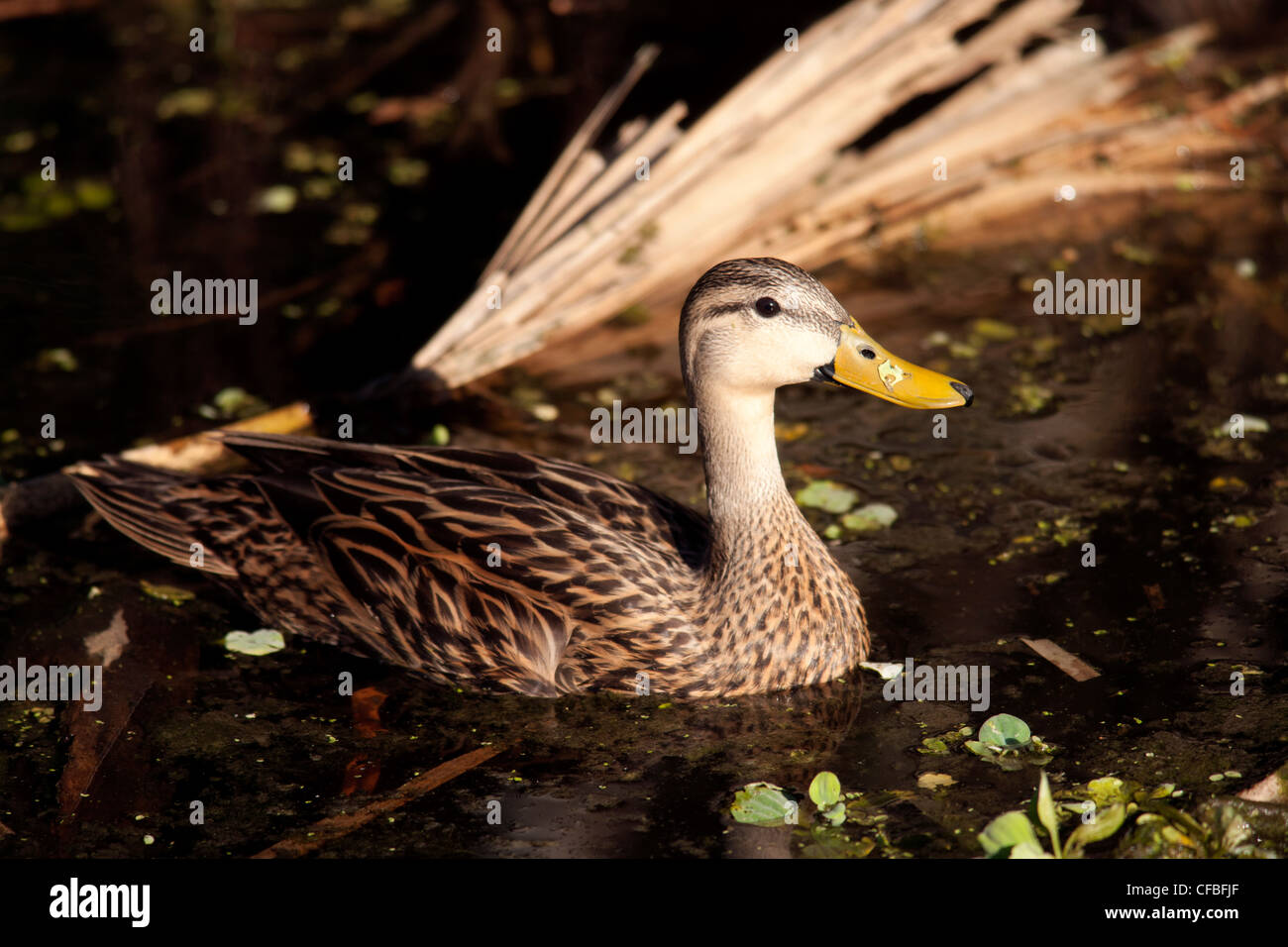 Fleckige Ente - grüne Cay Feuchtgebiete - Boynton Beach, Florida USA Stockfoto