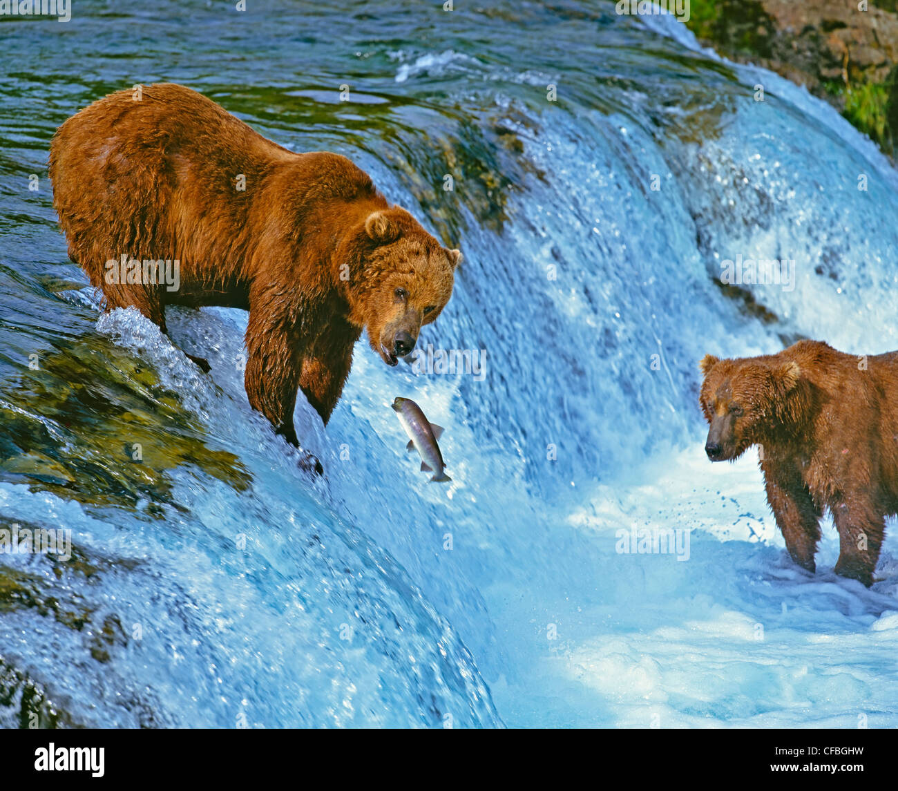 Braune Bären Fischen (Ursus Arctos), Katmai Nationalpark, Alaska Stockfoto