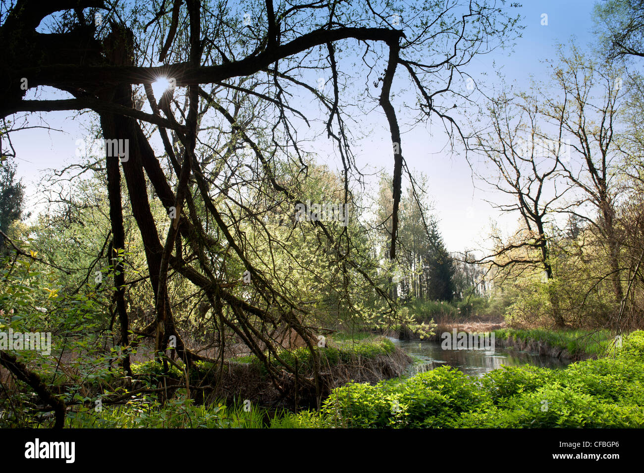 Aare, Aue, Auenwald, am Fluss Wald, Fluss, Giesse, genügten, Kanton Bern, Natur, Rubigen, Salix Fragilis, richtet Stockfoto