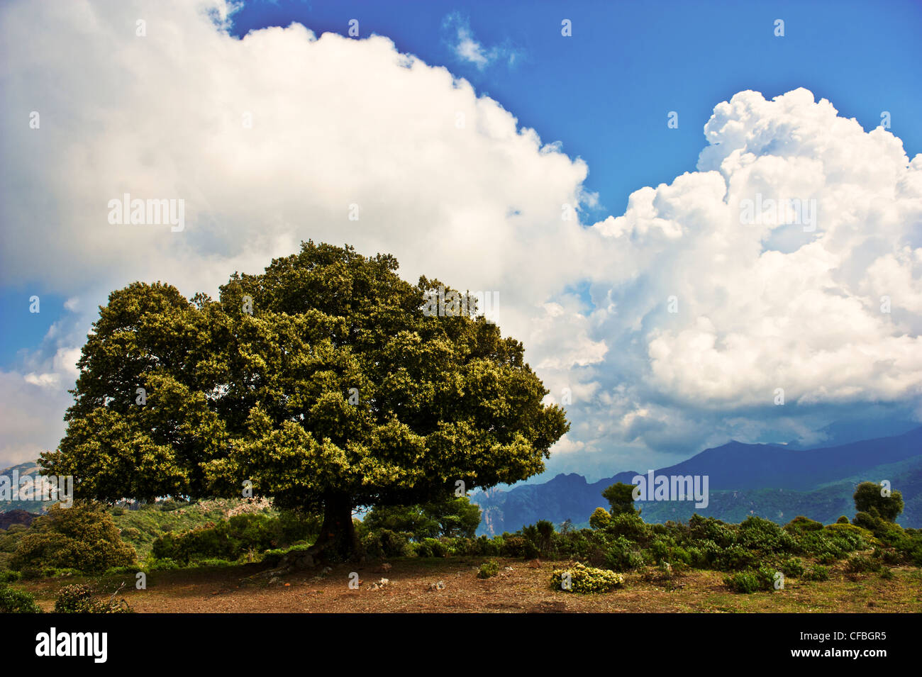 Baum, Eiche, Steineiche, Steineiche, Frankreich, Girolata, golf, Haute Corse, Korsika, Quercus Ilex, Wolken, Stockfoto