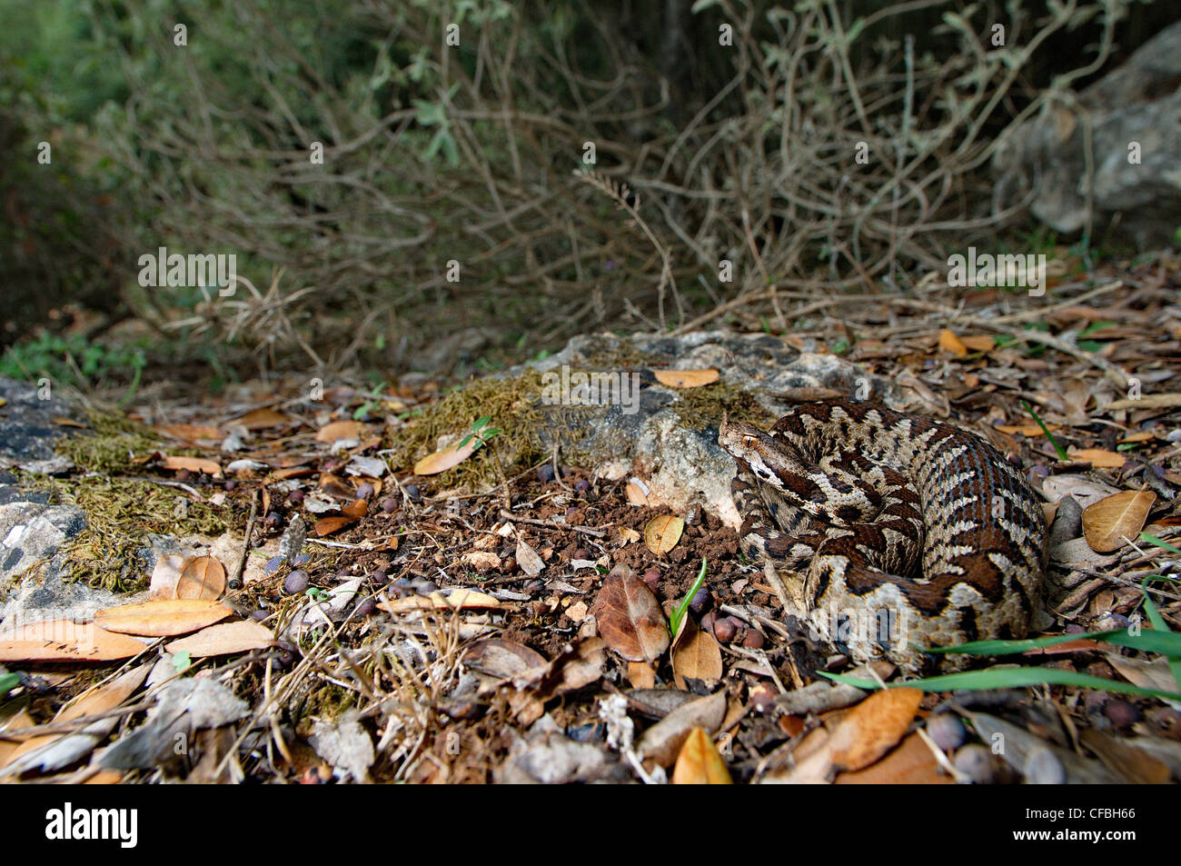 Viper, Viper, Addierer, Nattern, Nase-gehörnte Viper, Vipera Ammodytes Meridionalis, Schlange, Schlangen, Reptilien, Reptilien, Gesamtansicht, Stockfoto