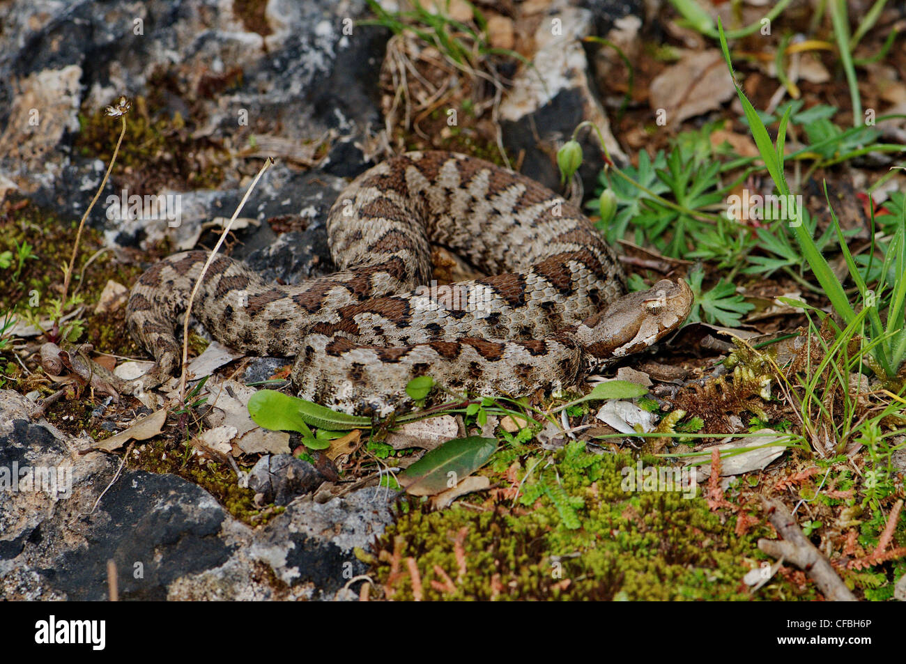 Viper, Viper, Addierer, Nattern, Nase-gehörnte Viper, Vipera Ammodytes Meridionalis, Schlange, Schlangen, Reptilien, Reptilien, Gesamtansicht, Stockfoto