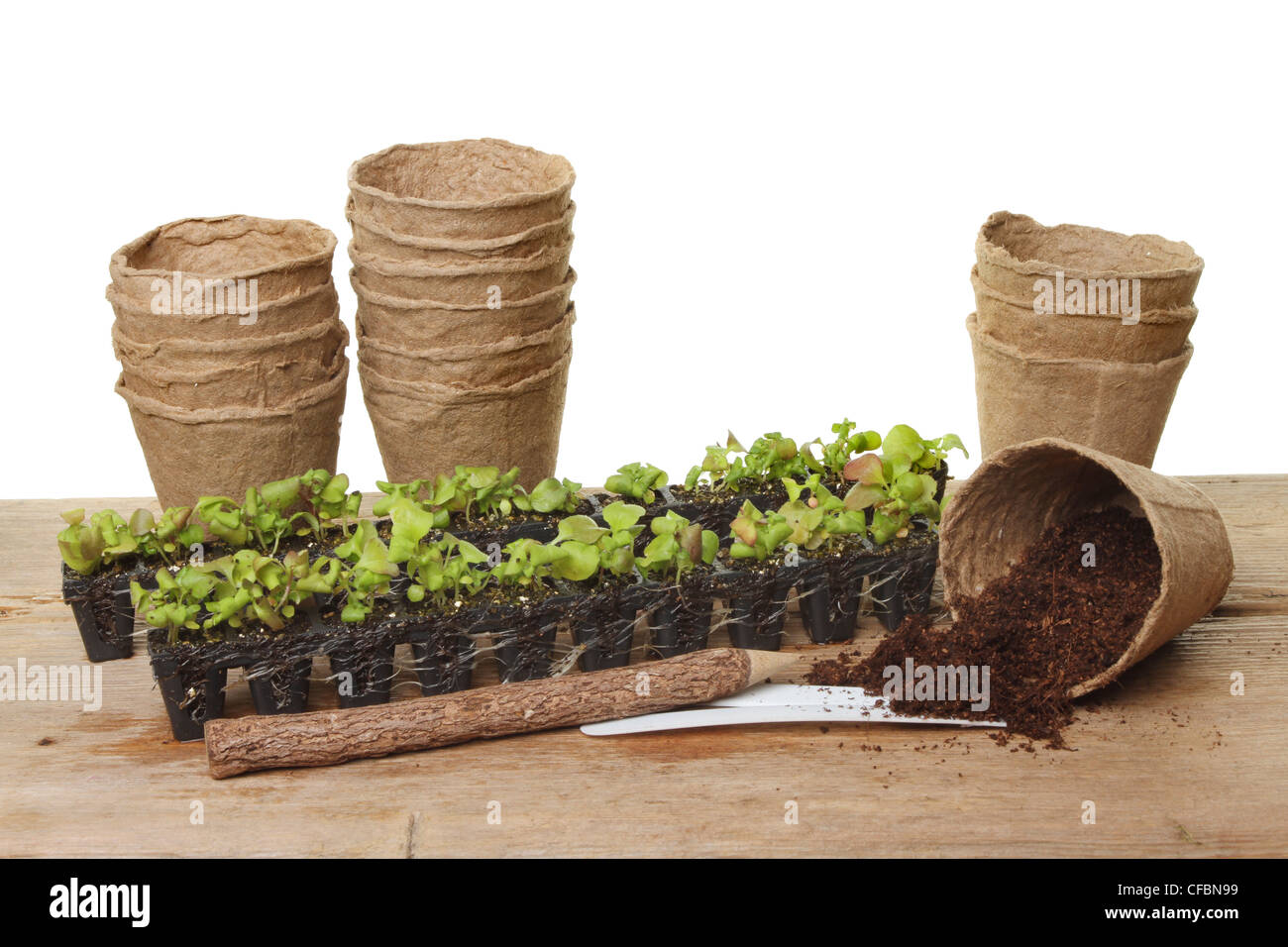Sämling Stecker Pflanzen Kompost und Faser-Pflanze-Töpfe auf einer Holzbank vor einem weißen Hintergrund Stockfoto