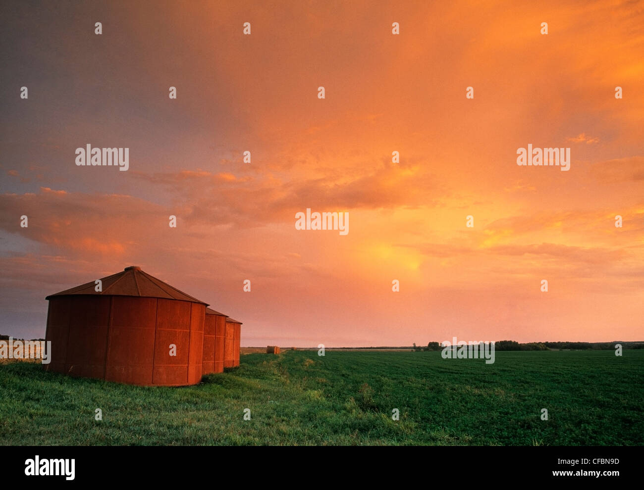 Weide und Getreidespeicher in der Nähe von Holland, Manitoba, Kanada Stockfoto