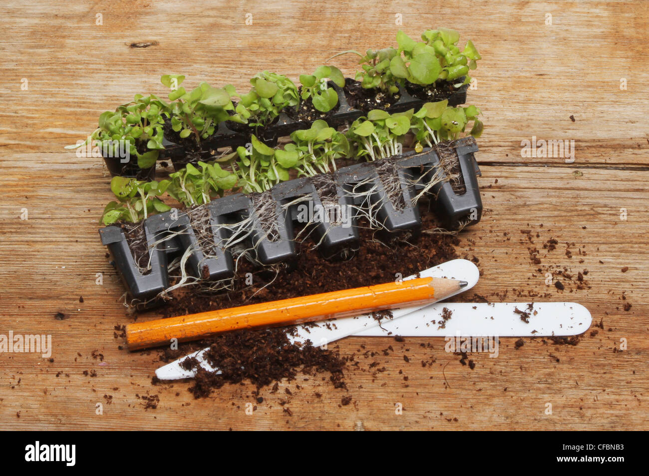 Sämling Stecker Pflanzen auf einem Holzbrett mit einem Bleistift, Boden und Etiketten Stockfoto