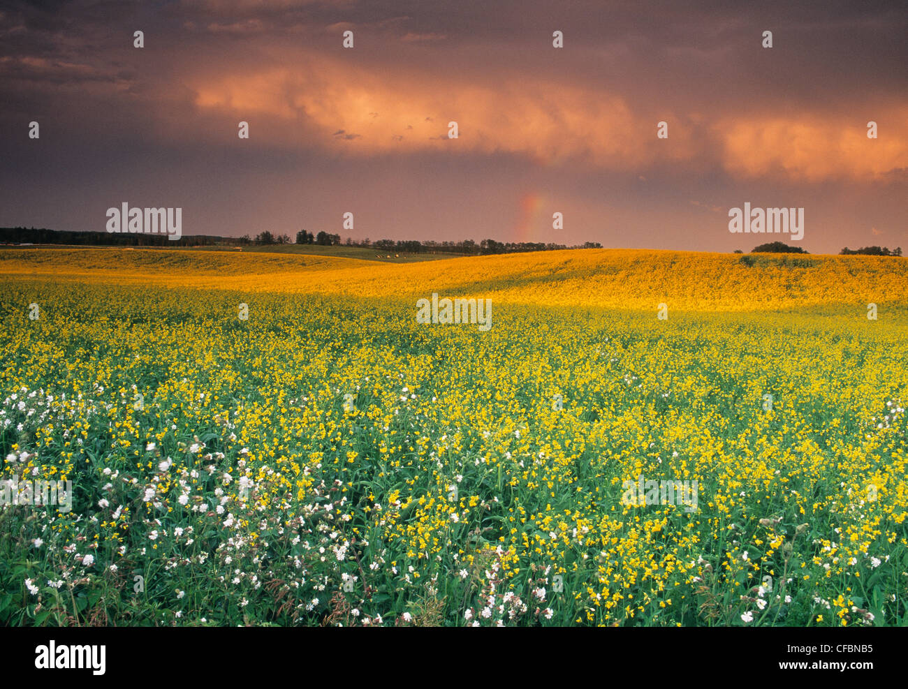 Raps und stürmischen Himmel in der Nähe von Regina, Saskatchewan, Kanada Stockfoto